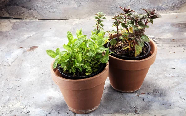 Egenutvecklade och aromatiska ört mint i gammal lerkruka. — Stockfoto