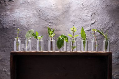 Homegrown ve aromatik otlar cam