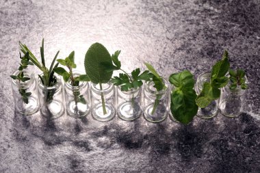 Homegrown ve aromatik otlar cam