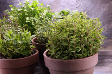 Homegrown ve aromatik otlar eski kil tencere