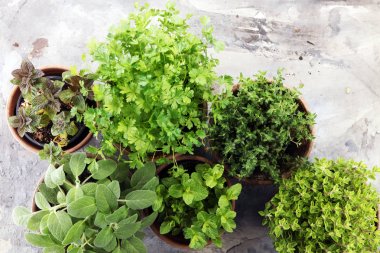 Homegrown ve aromatik otlar eski kil tencere