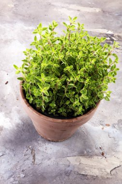 Eski toprak kap içinde Homegrown ve aromatik bitki kekik.