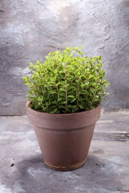 Eski toprak kap içinde Homegrown ve aromatik bitki kekik.