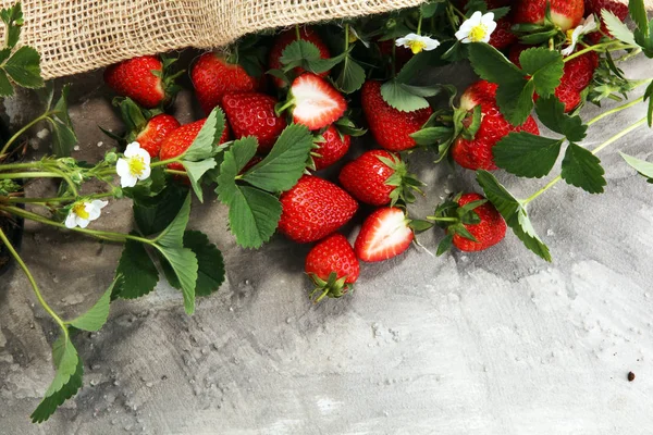 Un montón de fresas frescas crudas — Foto de Stock