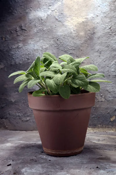 Salvia casera y aromática en maceta de barro viejo . — Foto de Stock