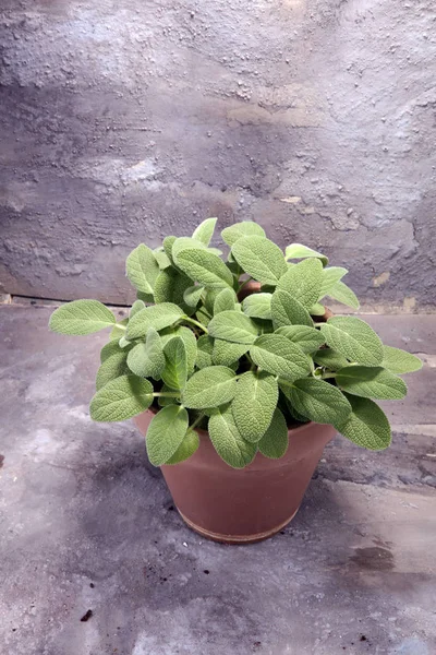 Salvia casera y aromática en maceta de barro viejo . — Foto de Stock