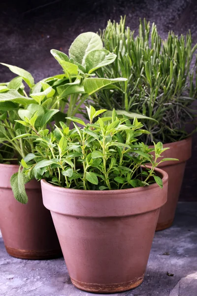 Domácí Aromatické Byliny Starých Hliněných Nádob Sada Kořeninové Rostliny Zelených — Stock fotografie