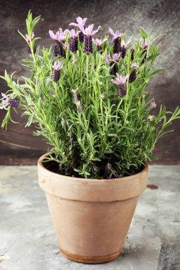Vintage tarzı saksıyı ve lavanta Saksı bitkileri.