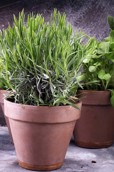 Inlandse Aromatische Kruiden Oude Klei Potten Set Van Culinaire Kruiden — Stockfoto