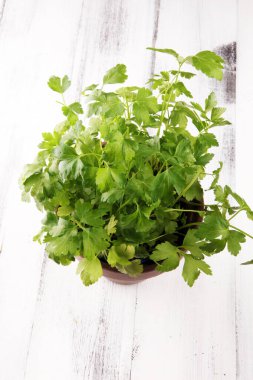 Ev yapımı ve aromatik bitkiler organik maydanozlar eski kil çömlekte