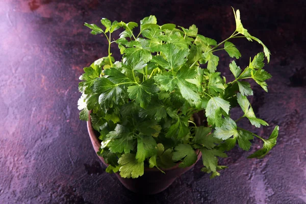 Homegrown and aromatic herb organic parsley in old clay pot — Stok Foto
