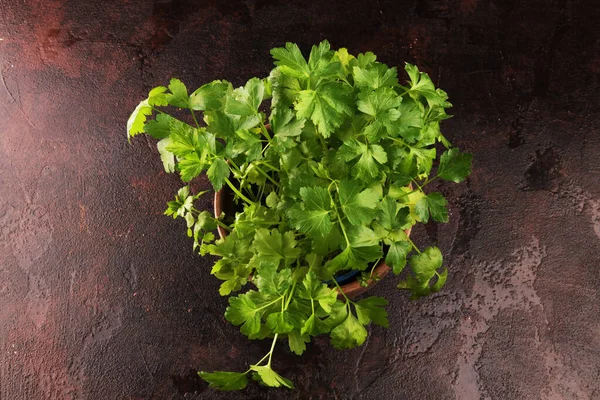 Homegrown and aromatic herb organic parsley in old clay pot — Stok Foto