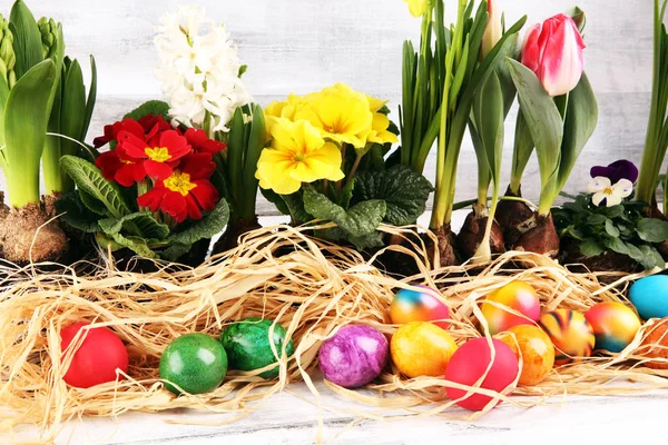 Œufs Pâques Cachés Dans Herbe Avec Jonquille Tulipes Autres Fleurs — Photo