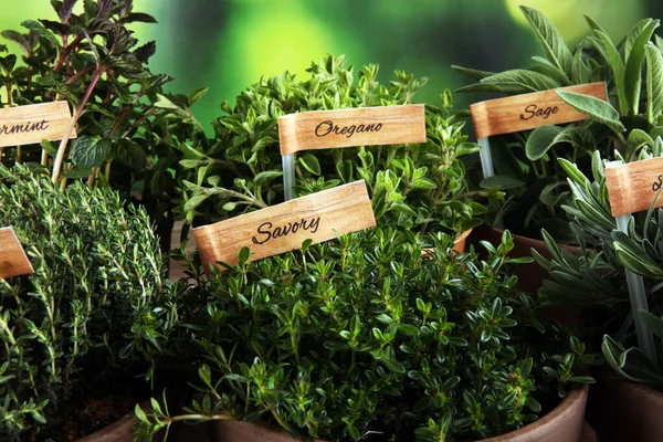 Házi Aromás Fűszernövények Régi Agyagedényekben Konyhai Fűszernövények Zöld Növekvő Zsálya — Stock Fotó