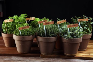 Ev yapımı ve eski kil kaplarda aromatik otlar. Mutfak bitkileri seti. Yeşil yetişen adaçayı, kekik, kekik, lezzetli, nane ve kekik etiketli.