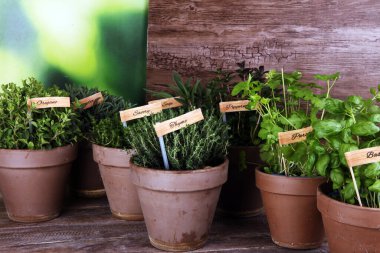 Ev yapımı ve eski kil kaplarda aromatik otlar. Mutfak bitkileri seti. Yeşil yetişen adaçayı, kekik, kekik, lezzetli, nane ve kekik etiketli.
