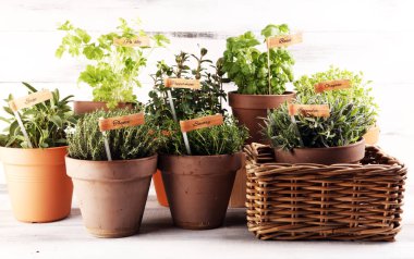 Ev yapımı ve eski kil kaplarda aromatik otlar. Mutfak bitkileri seti. Yeşil yetişen adaçayı, kekik, kekik, lezzetli, nane ve kekik etiketli.