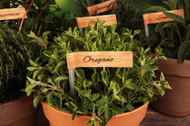 Ev yapımı ve eski kil kaplarda aromatik otlar. Mutfak bitkileri seti. Yeşil yetişen adaçayı, kekik, kekik, lezzetli, nane ve kekik etiketli.