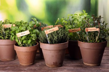 Ev yapımı ve eski kil kaplarda aromatik otlar. Mutfak bitkileri seti. Yeşil yetişen adaçayı, kekik, kekik, lezzetli, nane ve kekik etiketli.