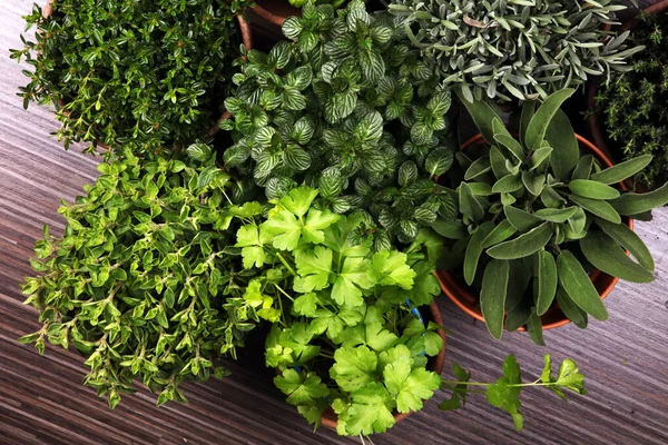 Homegrown Dan Aroma Herbal Dalam Pot Tanah Liat Tua Seperangkat — Stok Foto