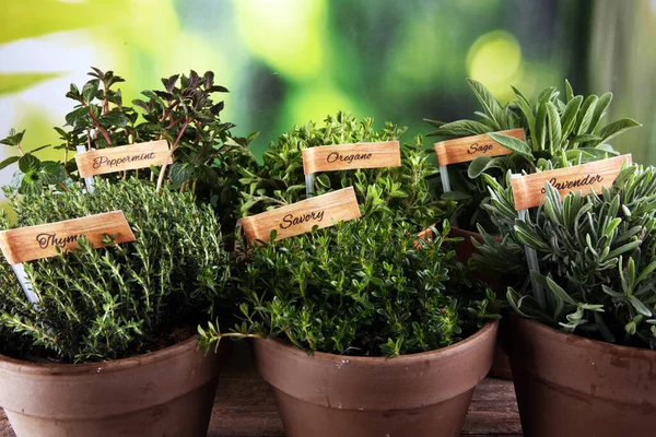 Homegrown Aromatische Kruiden Oude Potten Klei Set Van Culinaire Kruiden — Stockfoto