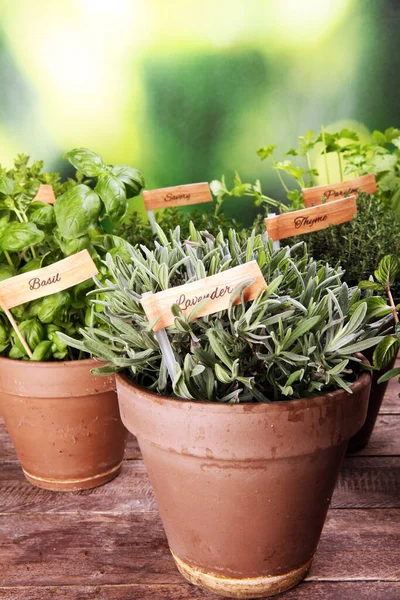 Homegrown Aromatische Kruiden Oude Potten Klei Set Van Culinaire Kruiden — Stockfoto