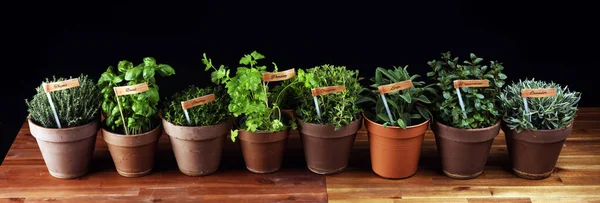 Yapımı Eski Kil Kaplarda Aromatik Otlar Mutfak Bitkileri Seti Yeşil — Stok fotoğraf