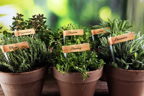 Homegrown Aromatic Herbs Old Clay Pots Set Culinary Herbs Green — Stock Photo, Image