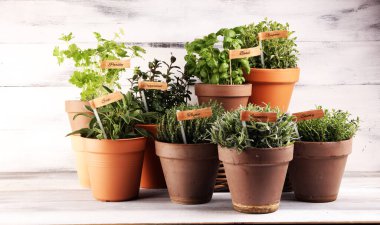 Ev yapımı ve eski kil kaplarda aromatik otlar. Mutfak bitkileri seti. Yeşil yetişen adaçayı, kekik, kekik, lezzetli, nane ve kekik etiketli.