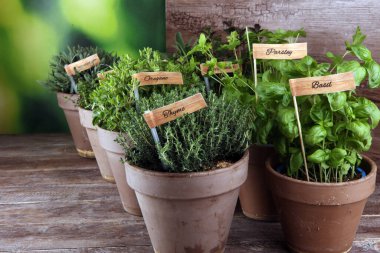 Ev yapımı ve eski kil kaplarda aromatik otlar. Mutfak bitkileri seti. Yeşil yetişen adaçayı, kekik, kekik, lezzetli, nane ve kekik etiketli.