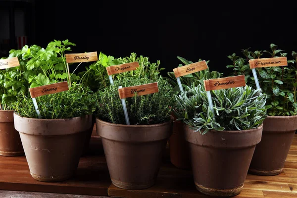 Homegrown Aromatische Kruiden Oude Potten Klei Set Van Culinaire Kruiden — Stockfoto