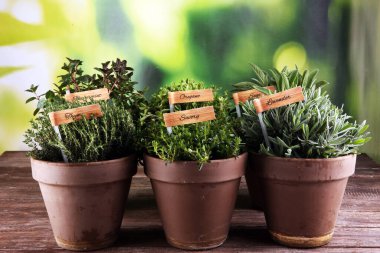 Ev yapımı ve eski kil kaplarda aromatik otlar. Mutfak bitkileri seti. Yeşil yetişen adaçayı, kekik, kekik, lezzetli, nane ve kekik etiketli.