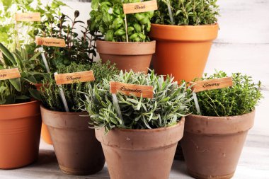 Ev yapımı ve eski kil kaplarda aromatik otlar. Mutfak bitkileri seti. Yeşil yetişen adaçayı, kekik, kekik, lezzetli, nane ve kekik etiketli.