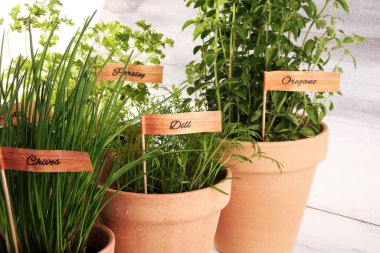 Ev yapımı ve eski kil kaplarda aromatik otlar. Mutfak bitkileri seti. Yeşil fesleğen, kekik, dereotu, maydanoz ve etiketli soğan.