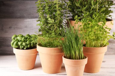 Ev yapımı ve eski kil kaplarda aromatik otlar. Mutfak bitkileri seti. Yeşil soğan, kekik, dereotu, fesleğen ve maydanoz yetiştirir.