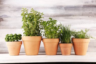 Ev yapımı ve eski kil kaplarda aromatik otlar. Mutfak bitkileri seti. Yeşil soğan, kekik, dereotu, fesleğen ve maydanoz yetiştirir.