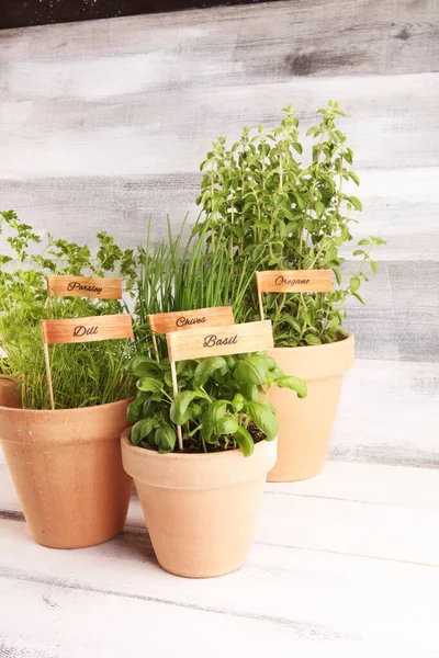 Herbes Maison Aromatiques Dans Vieux Pots Argile Ensemble Herbes Culinaires — Photo