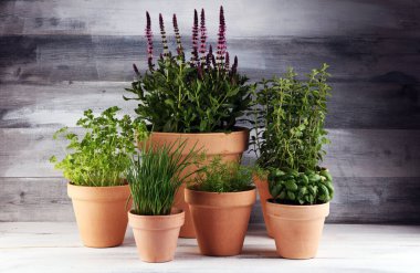 Ev yapımı ve eski kil kaplarda aromatik otlar. Mutfak bitkileri seti. Yeşil soğan, kekik, dereotu, fesleğen ve maydanoz yetiştirir.