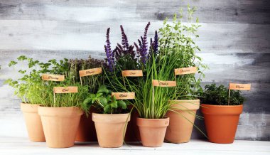 Ev yapımı ve eski kil kaplarda aromatik otlar. Mutfak bitkileri seti. Yeşil fesleğen, kekik, dereotu, maydanoz ve etiketli soğan.