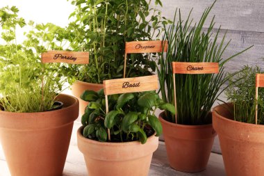 Ev yapımı ve eski kil kaplarda aromatik otlar. Mutfak bitkileri seti. Yeşil fesleğen, kekik, dereotu, maydanoz ve etiketli soğan.