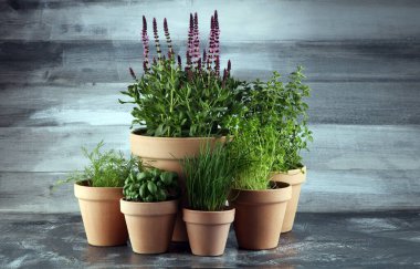 Ev yapımı ve eski kil kaplarda aromatik otlar. Mutfak bitkileri seti. Yeşil soğan, kekik, dereotu, fesleğen ve maydanoz yetiştirir.