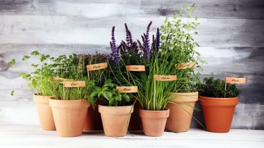 Ev yapımı ve eski kil kaplarda aromatik otlar. Mutfak bitkileri seti. Yeşil fesleğen, kekik, dereotu, maydanoz ve etiketli soğan.