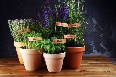 Ev yapımı ve eski kil kaplarda aromatik otlar. Mutfak bitkileri seti. Yeşil fesleğen, kekik, dereotu, maydanoz ve etiketli soğan.