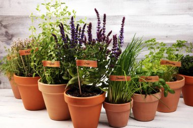 Ev yapımı ve eski kil kaplarda aromatik otlar. Mutfak bitkileri seti. Yeşil fesleğen, kekik, dereotu, maydanoz ve etiketli soğan.