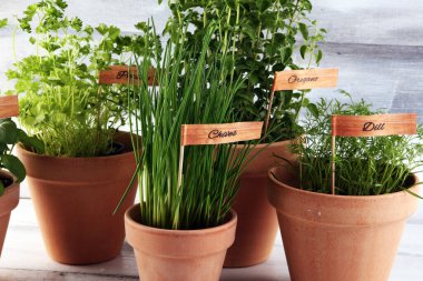Ev yapımı ve eski kil kaplarda aromatik otlar. Mutfak bitkileri seti. Yeşil fesleğen, kekik, dereotu, maydanoz ve etiketli soğan.