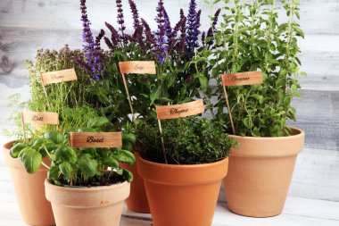 Ev yapımı ve eski kil kaplarda aromatik otlar. Mutfak bitkileri seti. Yeşil fesleğen, kekik, dereotu, maydanoz ve etiketli soğan.