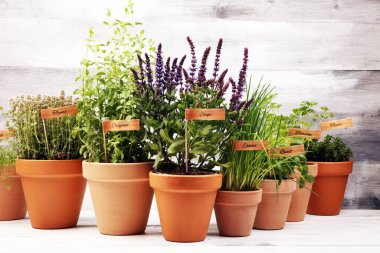 Ev yapımı ve eski kil kaplarda aromatik otlar. Mutfak bitkileri seti. Yeşil fesleğen, kekik, dereotu, maydanoz ve etiketli soğan.