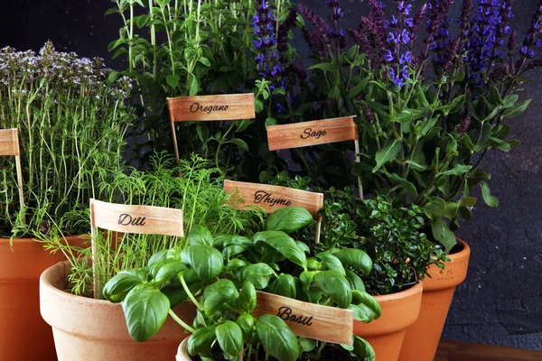 Házi Aromás Fűszernövények Régi Agyagedényekben Konyhai Fűszernövények Zöld Bazsalikom Oregánó — Stock Fotó