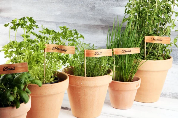 Homegrown and aromatic herbs in old clay pots. Set of culinary herbs. Green growing basil, oregano, dill, parsley and chives with labels