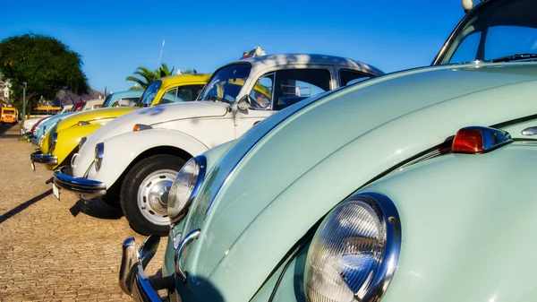 Gaziler bir toplantıda Madeira Adalarında beetle.